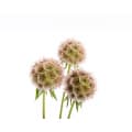 Scabiosa stellata zaaddoos — 