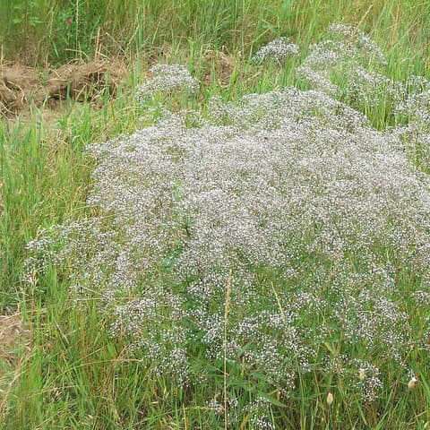 (Артишок) Cynara purple — 