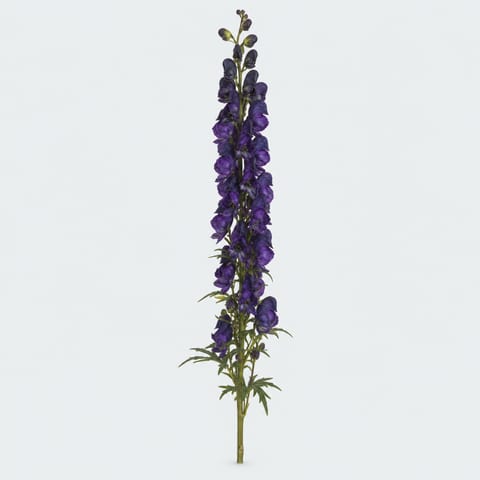 Аконит пирамидальный — Aconitum napellus subsp. pyramidale