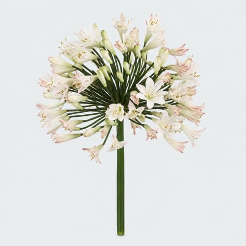 Агапантус Умбеллатус Альбус — 'Umbellatus Albus'