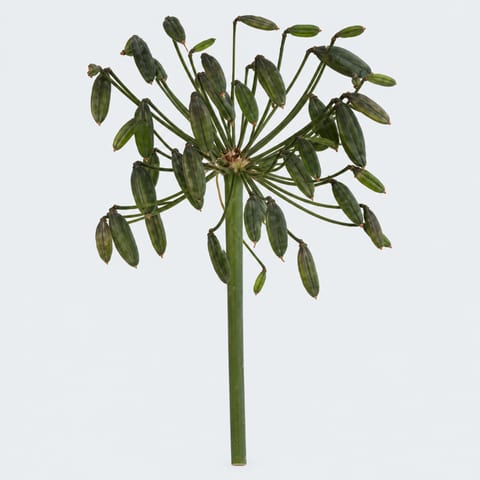 Агапантус, семенные коробочки — Agapanthus (zaaddozen)
