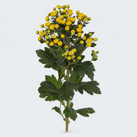 Ajania pacifica Yellowday — Ajania pacifica Yellowday
