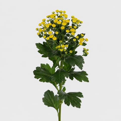 Йеллоудэй — Yellowday
