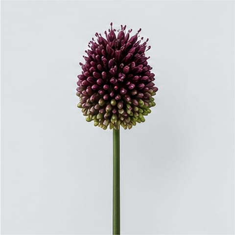 Allium sphaerocephalon — Allium sphaerocephalon