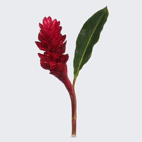 Alpinia purpurata — Alpinia purpurata