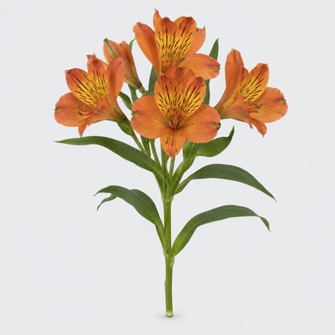 Фиренце — 'Firenze'