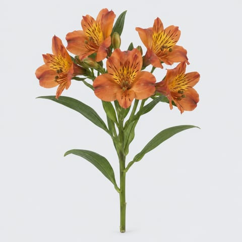 Оранж Куин — Orange Queen