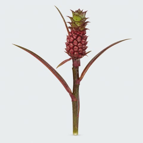 Ананас люцидус — Ananas lucidus
