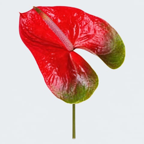Anthurium (Andreanum Grp.) Spice — Anthurium (Andreanum Grp.) Spice