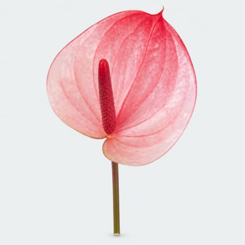 Anthurium (Andreanum Grp.) Maxima Elegancia — Anthurium (Andreanum Grp.) Maxima Elegancia