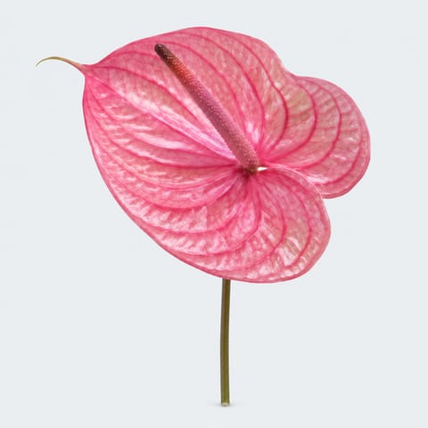 Anthurium (Andreanum Grp.) Nunzia — Anthurium (Andreanum Grp.) Nunzia