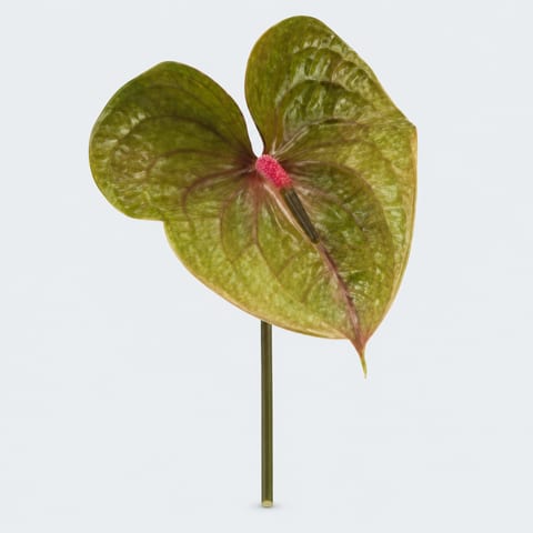 Anthurium (Andreanum Grp.) Pistache — Anthurium (Andreanum Grp.) Pistache