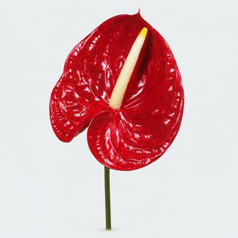 Anthurium (Andreanum Grp.) Tropica — Anthurium (Andreanum Grp.) Tropica