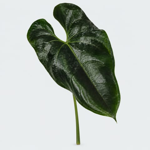 Anthurium overig (blad — Anthurium overig (blad