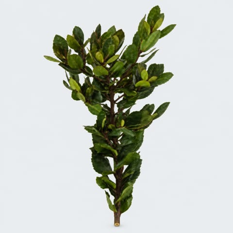 Арбутус — Arbutus
