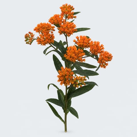 Asclepias tuberosa — Asclepias tuberosa