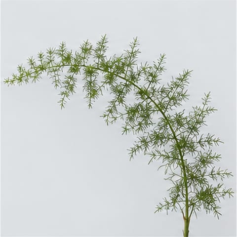 Asparagus densiflorus Sprenger — Asparagus densiflorus Sprenger
