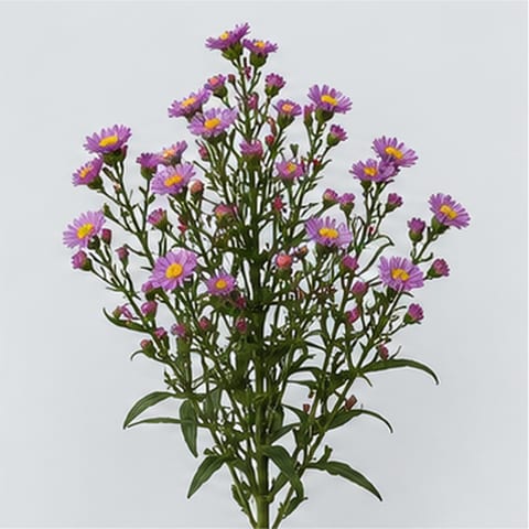 Пёрпл Монарх — 'Purple Monarch'