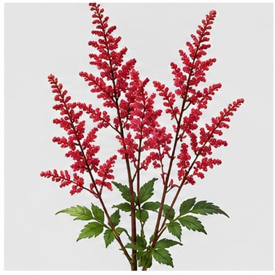 Astilbe (Japonica Grp.) Whasingthon — Astilbe (Japonica Grp.) Whasingthon