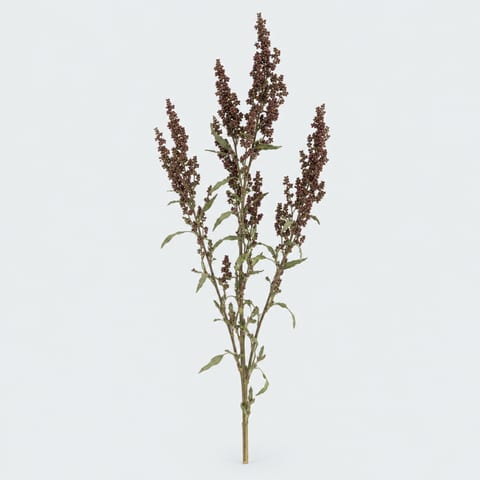 Atriplex Pe — Atriplex Pe