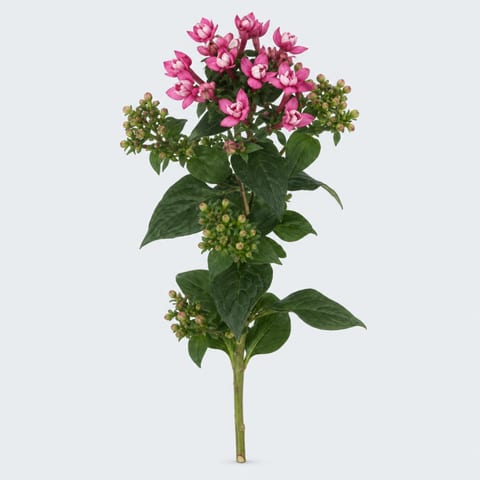 Бувардия Даймонд Даркпинк — 'Diamond Darkpink'