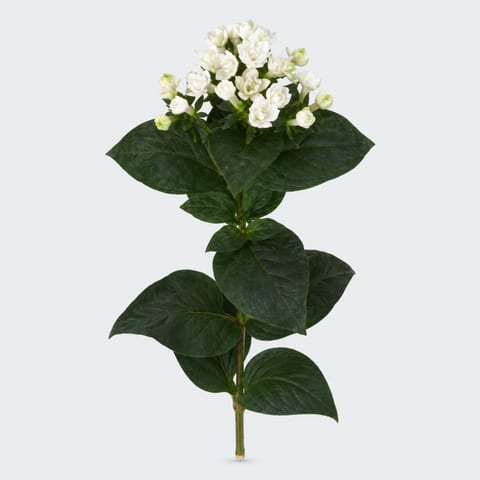 Бувардия Даймонд Уайт — 'Diamond White'