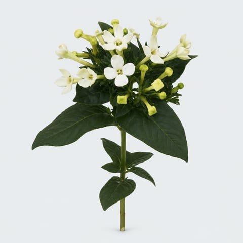 Bouvardia enkelbloemig Royal Daphne Supreme — Bouvardia enkelbloemig Royal Daphne Supreme