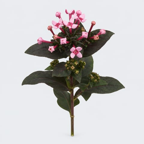 Бувардия Роял Дафна — 'Royal Daphne'