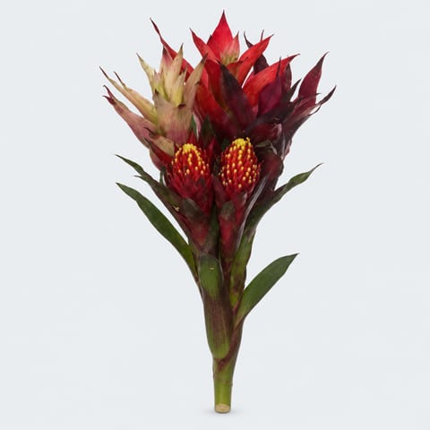 Бромелия — Bromeliabloem
