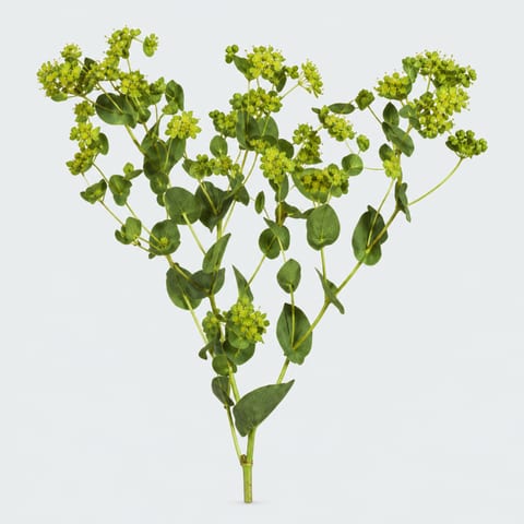 Буплерум Гриффита — Bupleurum griffithii