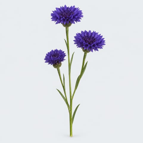 Centaurea cyanus RH — Centaurea cyanus RH