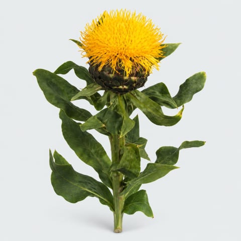Василёк крупноголовый — Centaurea macrocephala