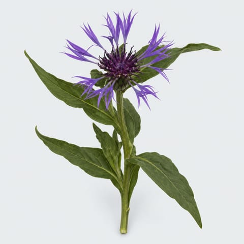 Василёк горный — Centaurea montana