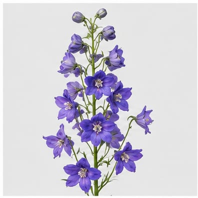 Delphinium (Belladonna Grp.) — Delphinium (Belladonna Grp.)