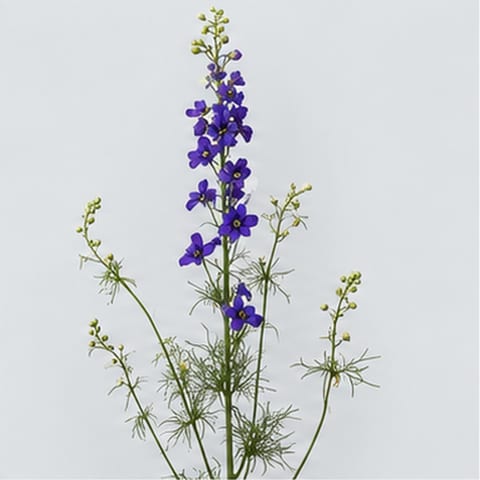 Delphinium consolida Giant imperial Blue Spire — Delphinium consolida Giant imperial Blue Spire