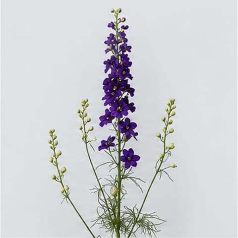 Delphinium consolida Sydney Purple — Delphinium consolida Sydney Purple