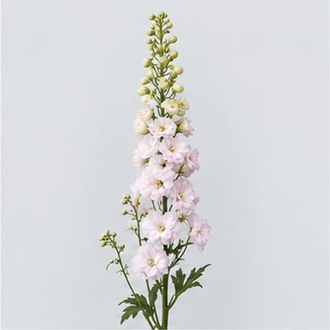 Delphinium (Elatum Grp.) Centurion White — Delphinium (Elatum Grp.) Centurion White