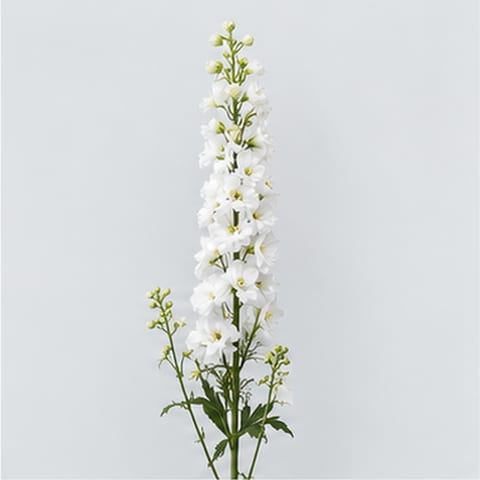 Delphinium (Elatum Grp.) Guardian White — Delphinium (Elatum Grp.) Guardian White