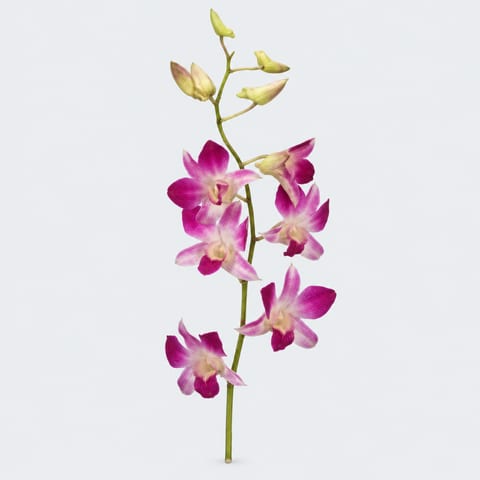 Dendrobium Karen — Dendrobium Karen