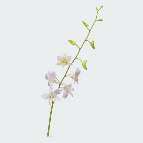 Dendrobium Living Dreams White — Dendrobium Living Dreams White