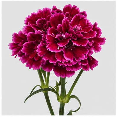 Dianthus Aydin — Dianthus Aydin