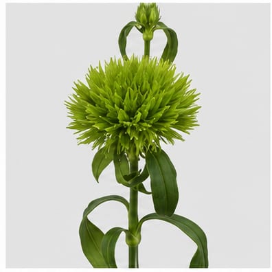 Dianthus barbatus Green Trick — Dianthus barbatus Green Trick
