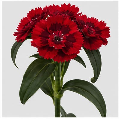 Dianthus bbarbatus Barbarella Diep Rood — Dianthus bbarbatus Barbarella Diep Rood