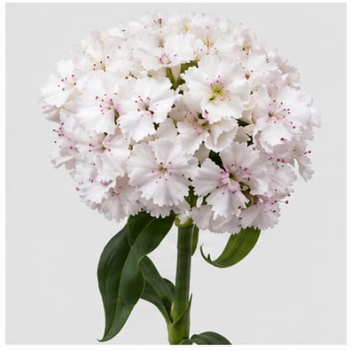 Dianthus bbarbatus Sweet Will White — Dianthus bbarbatus Sweet Will White