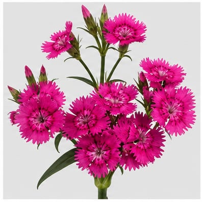 Dianthus Giant Gypsy — Dianthus Giant Gypsy
