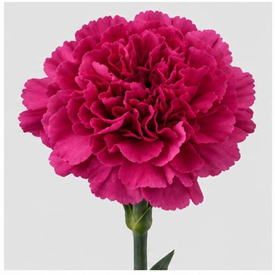 Dianthus standaard Farida — Dianthus standaard Farida