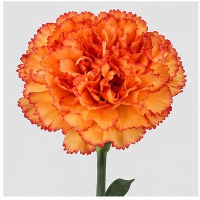 Dianthus standaard Firato — Dianthus standaard Firato