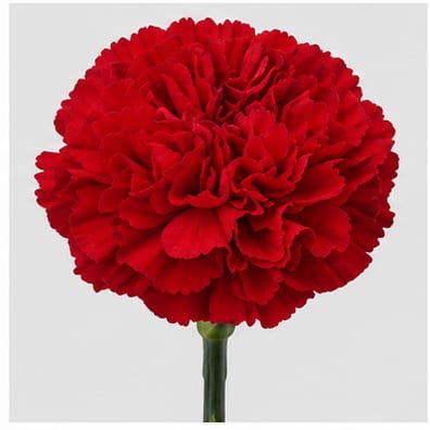 Dianthus standaard Grand Slam — Dianthus standaard Grand Slam