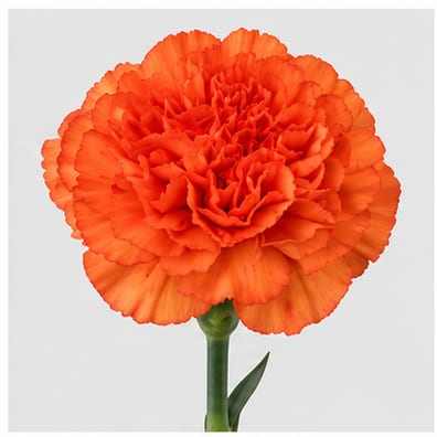 Dianthus standaard Ivonne Orange — Dianthus standaard Ivonne Orange