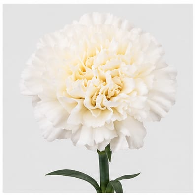 Dianthus standaard White Liberty — Dianthus standaard White Liberty
